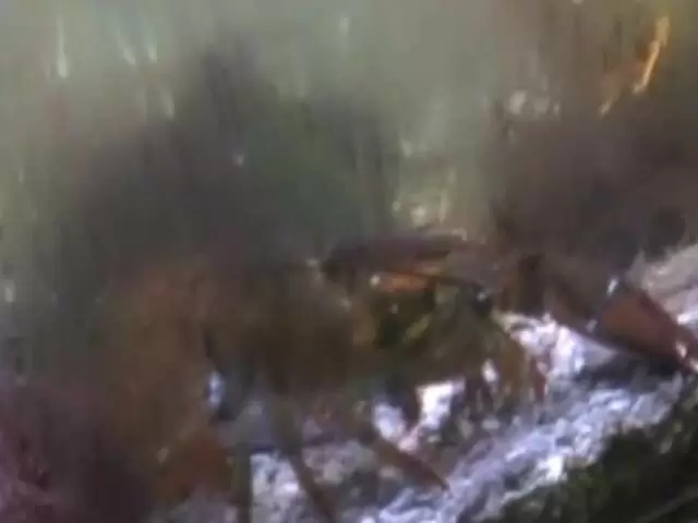 Barbara et Angelina dans un bar part 4 photo 1