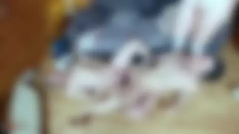 charlie kevin white nikao terry mo 02