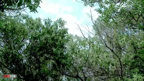 Deux copines font pipi ensemble dans les bois photo 16